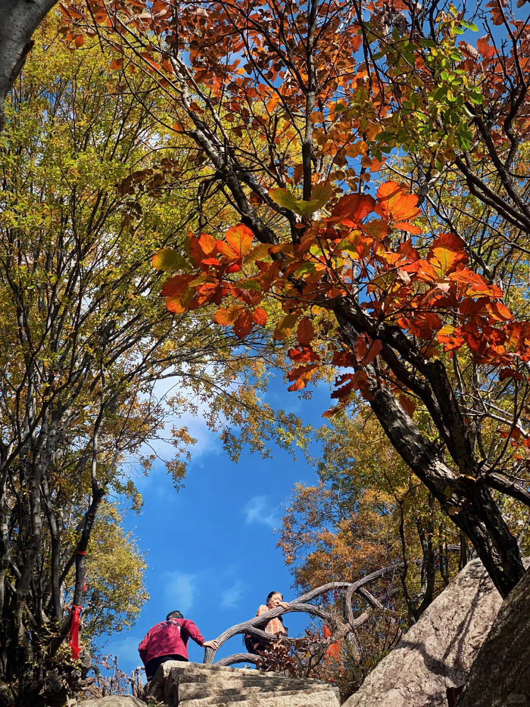 翠华山的秋色美绝了🍂