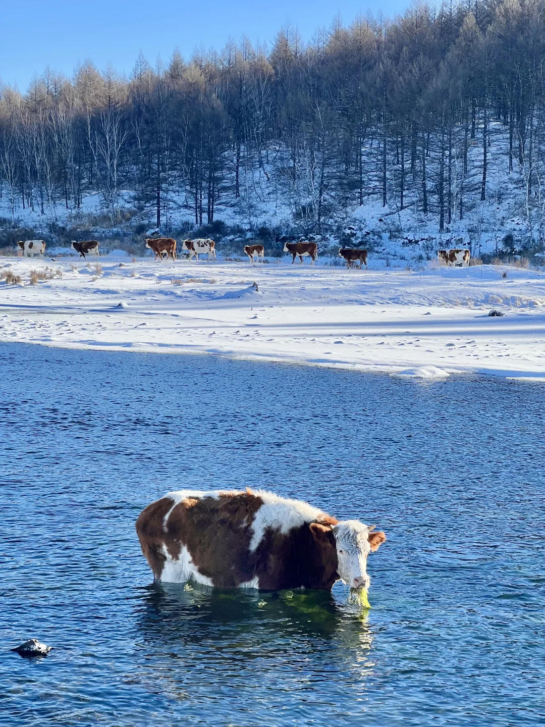 Live图的意义❄️初冬的呼伦贝尔才是人间理想