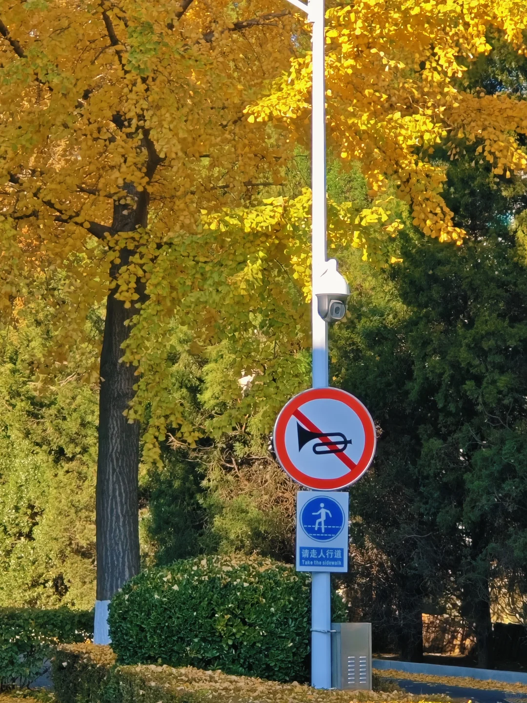 大连的秋天尊嘟好好看