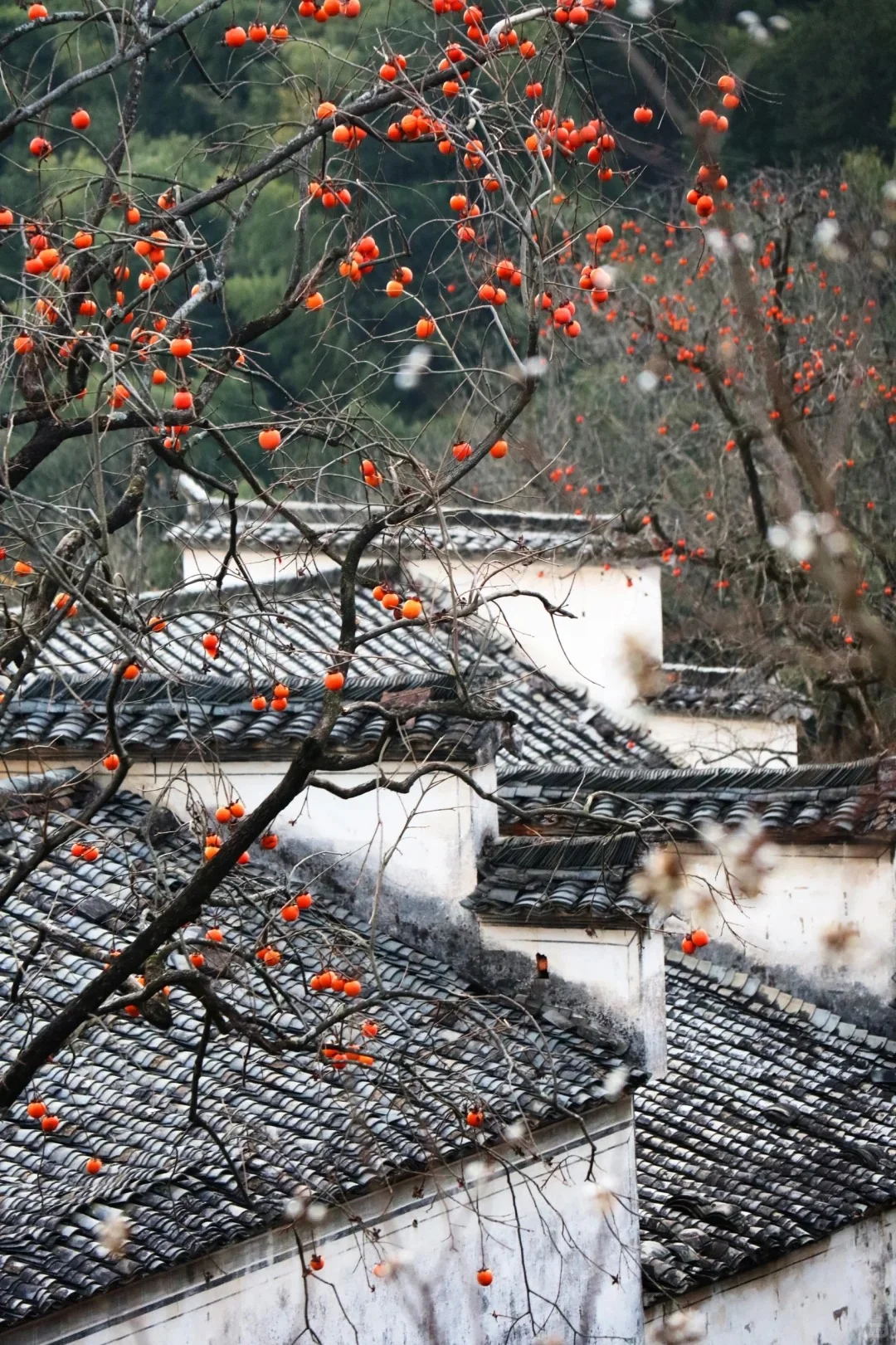 《国家地理》推荐‼️国内没有平替的绝美秋景