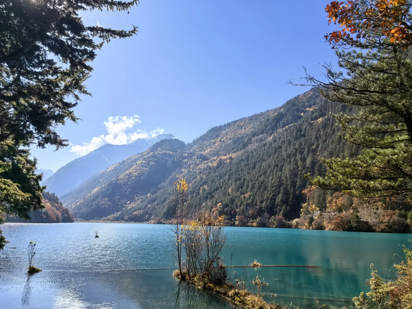 11.11九寨沟树正沟实况