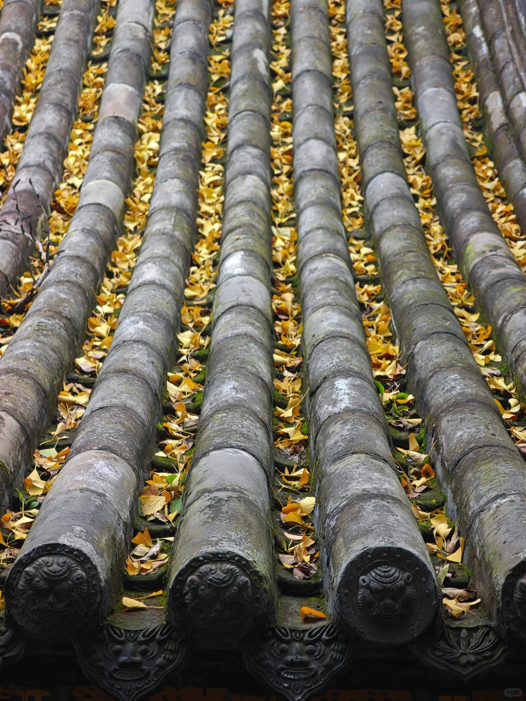 晋祠公园的水杉美疯了