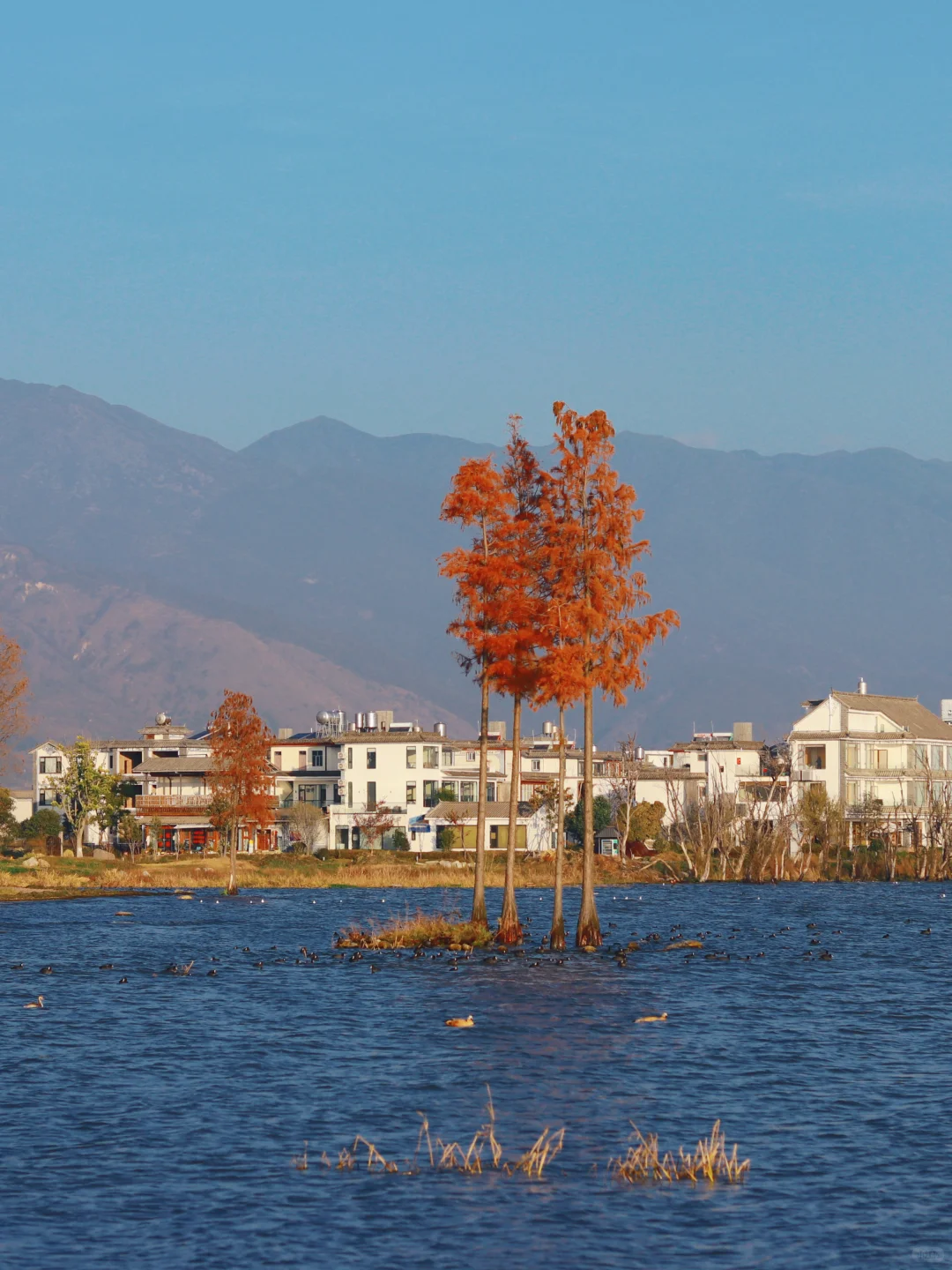 接下来的大理🍂才是冬日里的人间理想！
