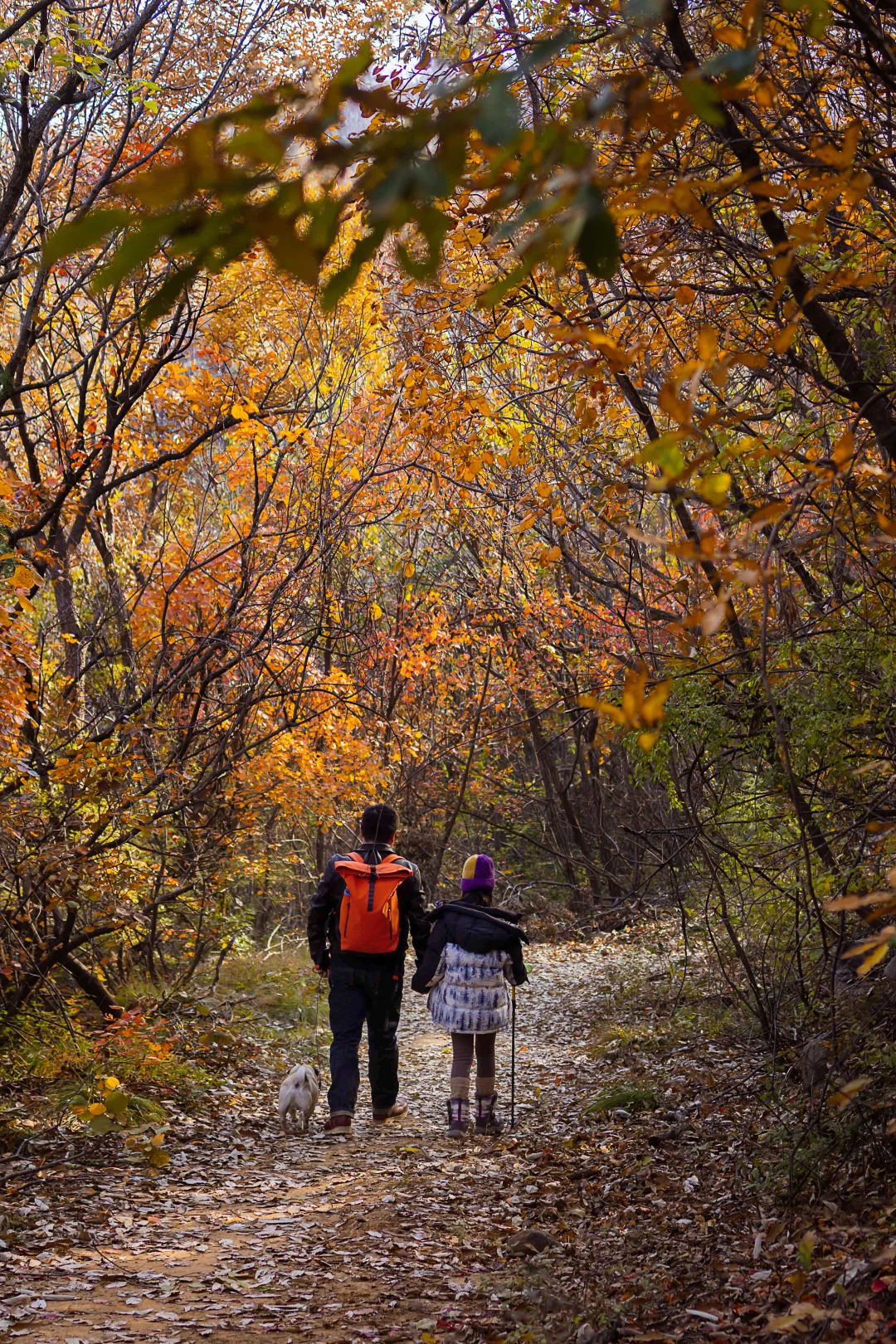 郑州1h直达！山上的红叶杀疯了！！！
