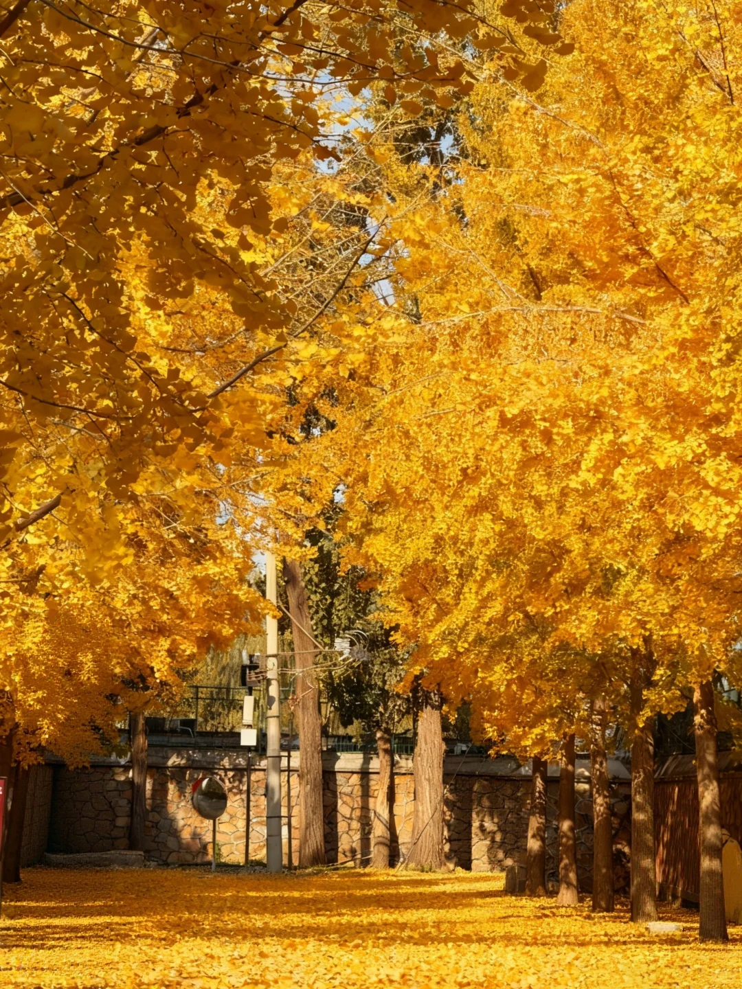 不愧是北京前三的银杏大道🥹……