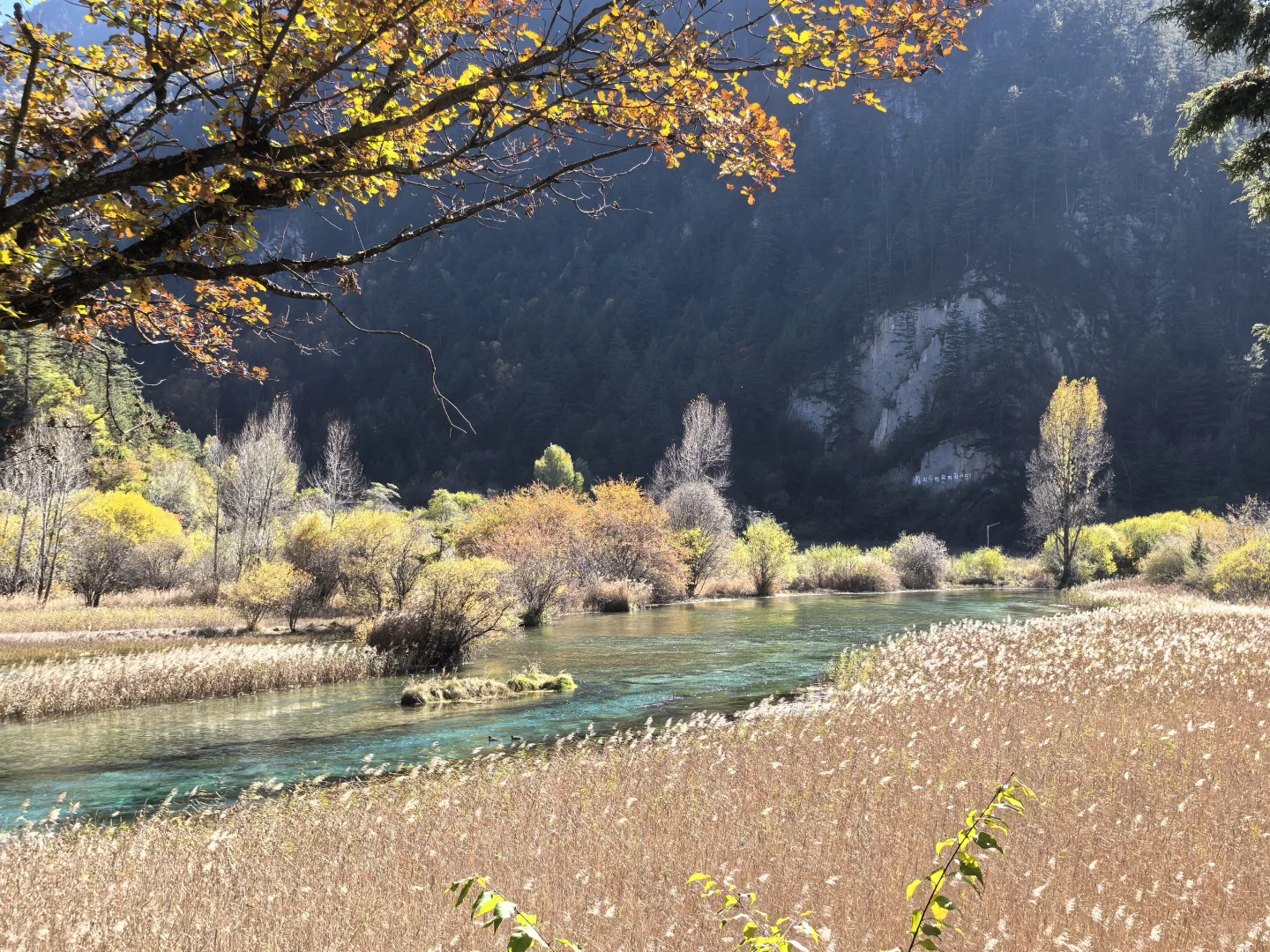 11.11九寨沟树正沟实况