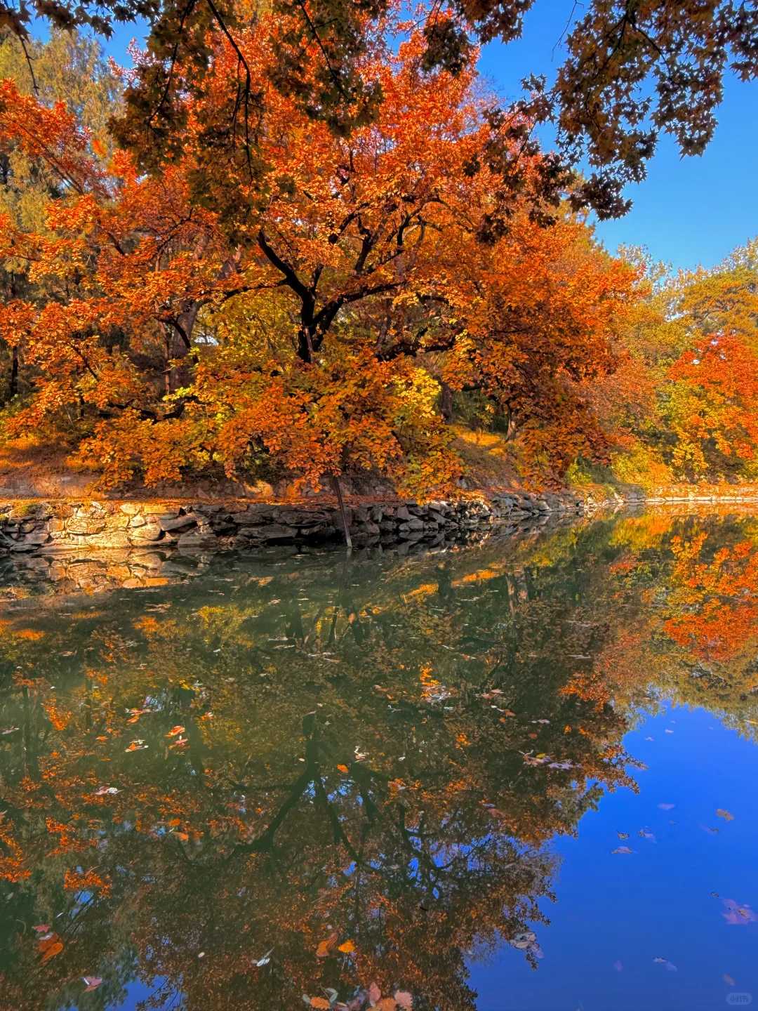 live图！！颐和园的秋天真是在画中游！！