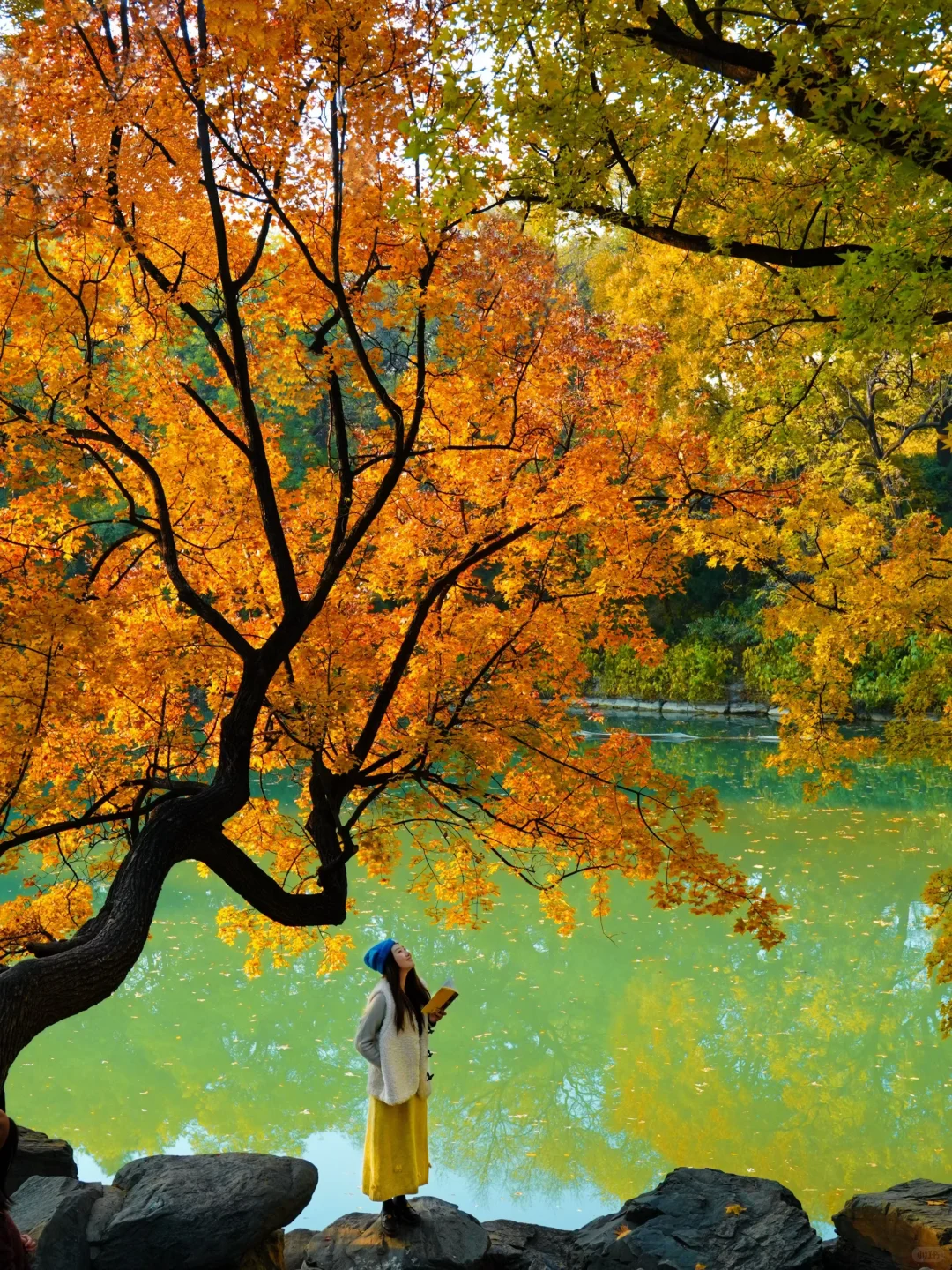 11.5实况!!颐和园油画般的秋景!杀疯了!🍂🍁