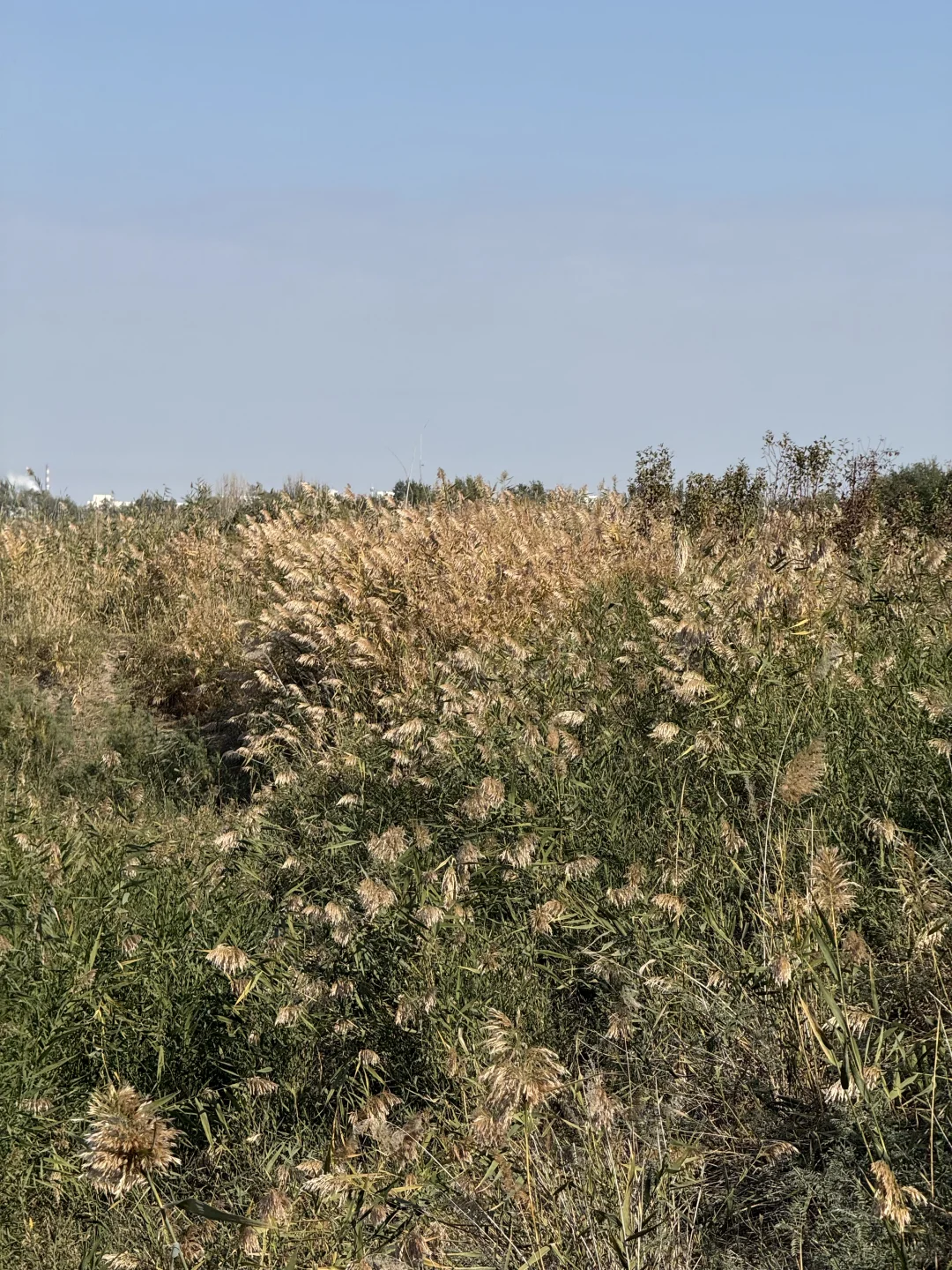五家渠｜海棠山风景区