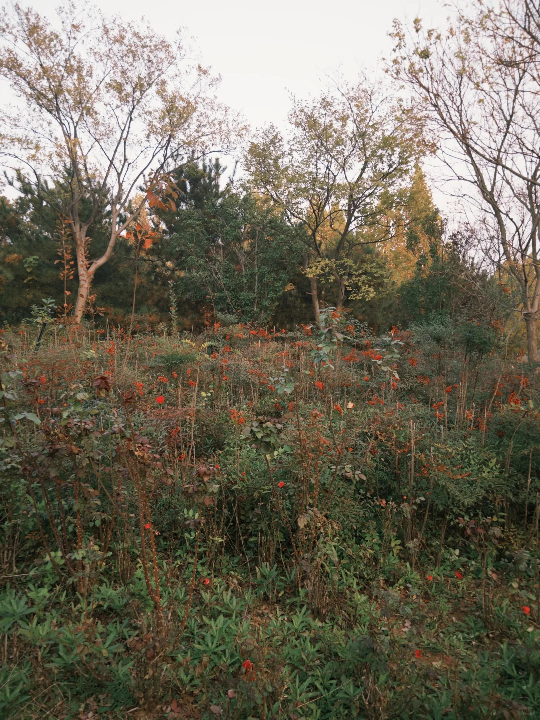 邯郸📍喜欢秋天的浪漫🍂