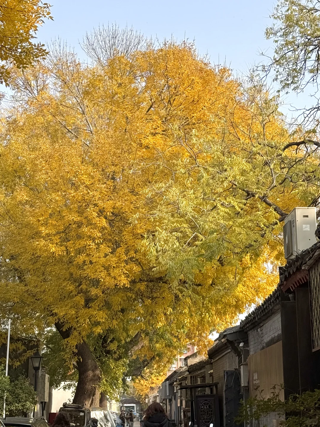 11.8实况！北京今天的胡同杀疯了！！