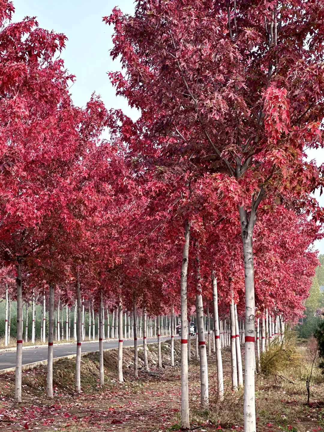 live邯郸｜枫叶是秋天的星星✨🍁
