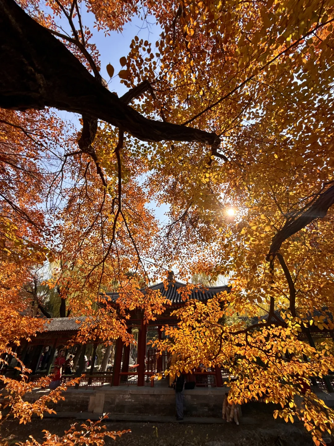 11.5实况!!颐和园油画般的秋景!杀疯了!🍂🍁