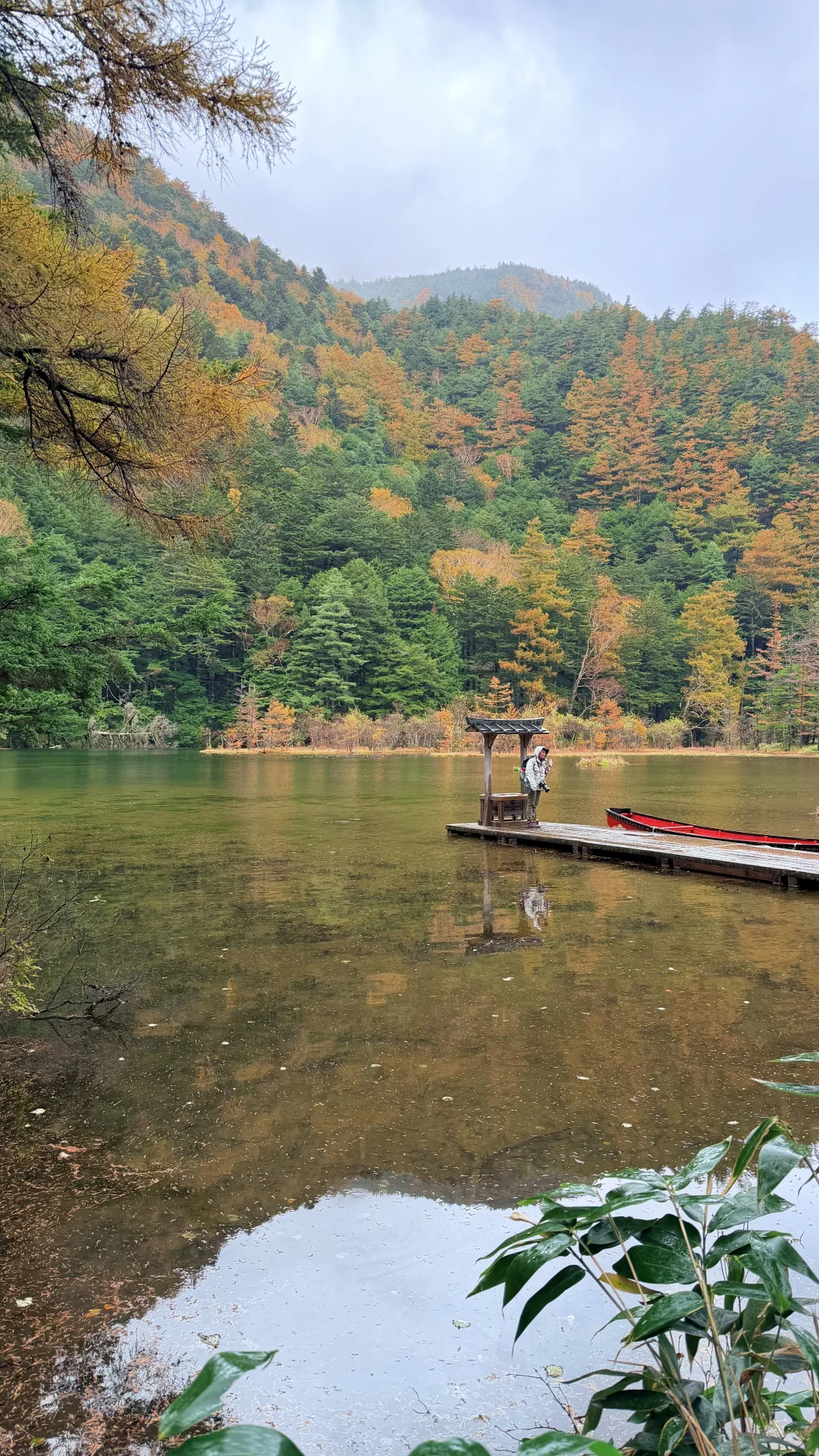 用全屏live打开上高地的秋天🍁