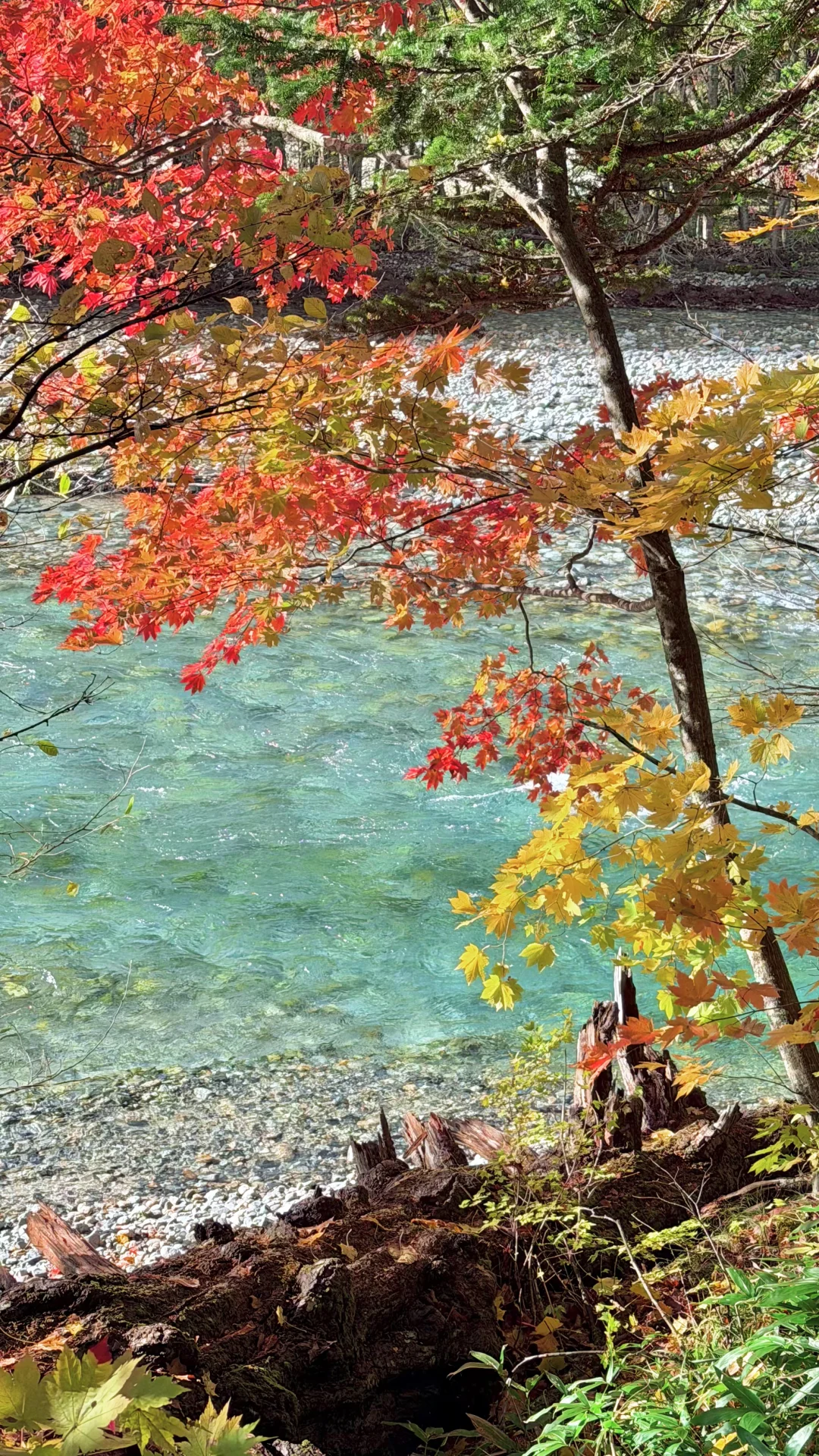 用全屏live打开上高地的秋天🍁