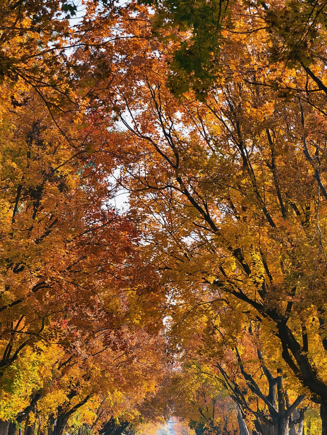 📍廊坊枫叶大道🍁11.4绝美live实况☀️