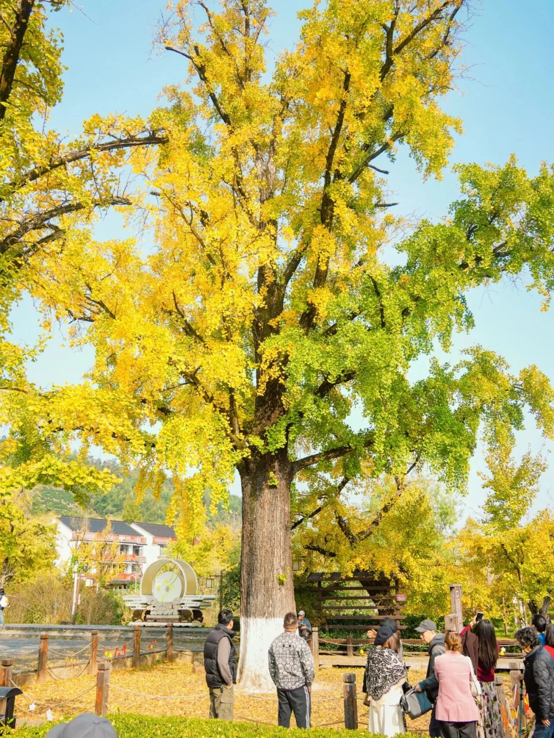 报！！银杏浓度已达100%🍂