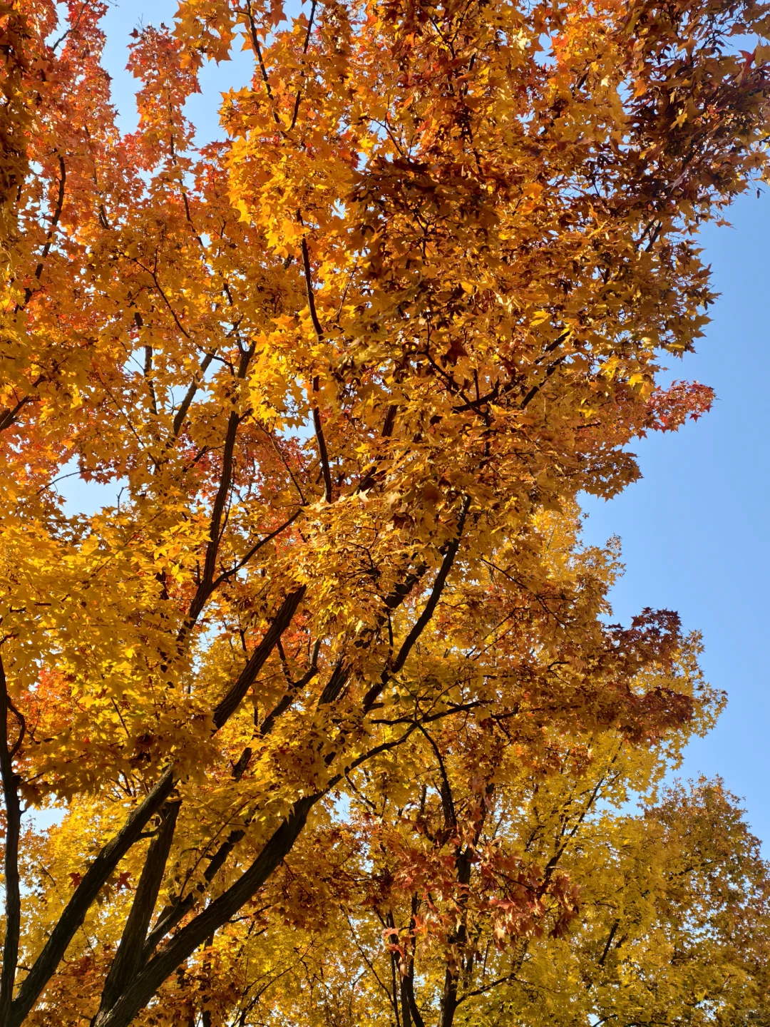 📍廊坊枫叶大道🍁11.4绝美live实况☀️