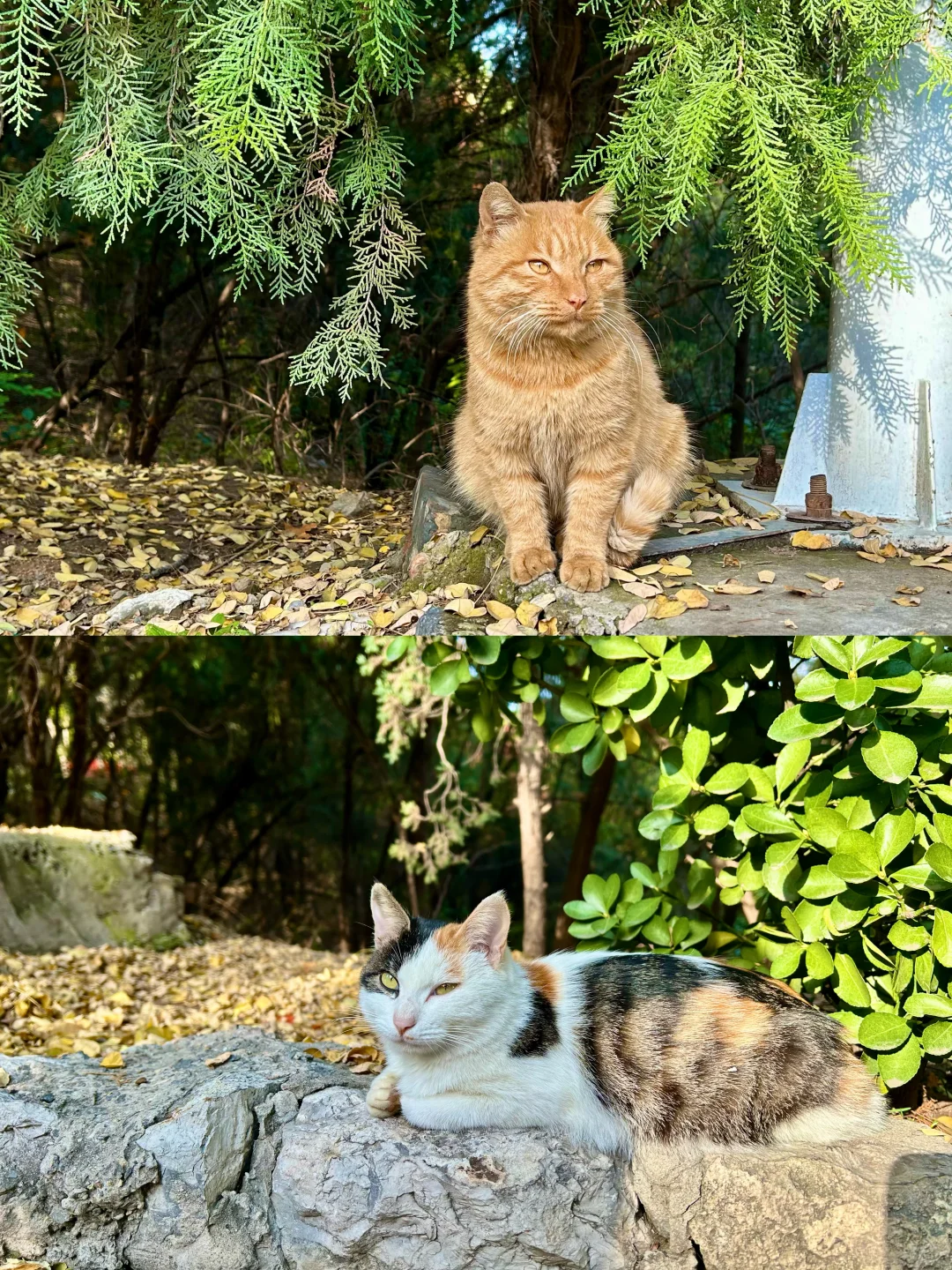 秋季再访免费元宝山~