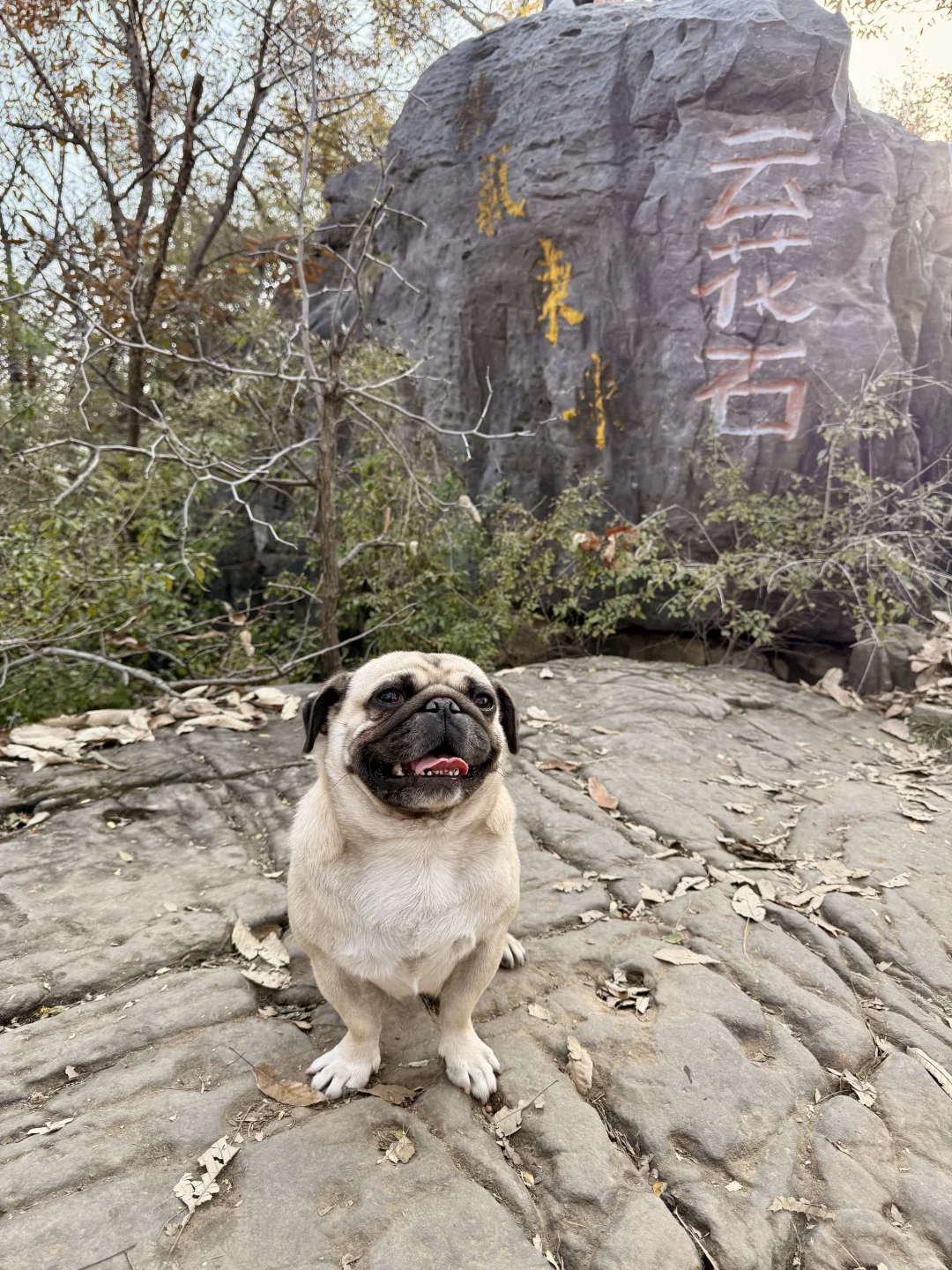 郑州1h直达！山上的红叶杀疯了！！！