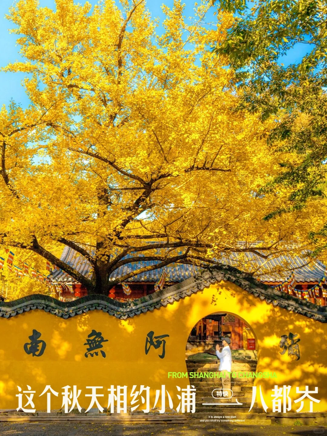 报！！银杏浓度已达100%🍂