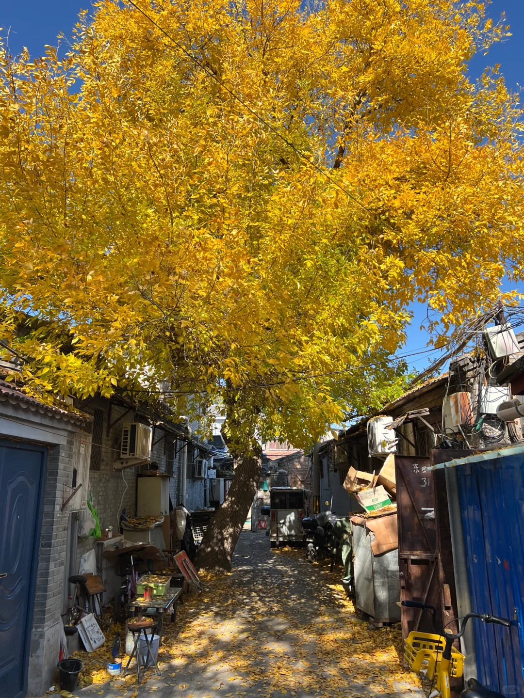 下周来北京一定要走这条赏秋路线