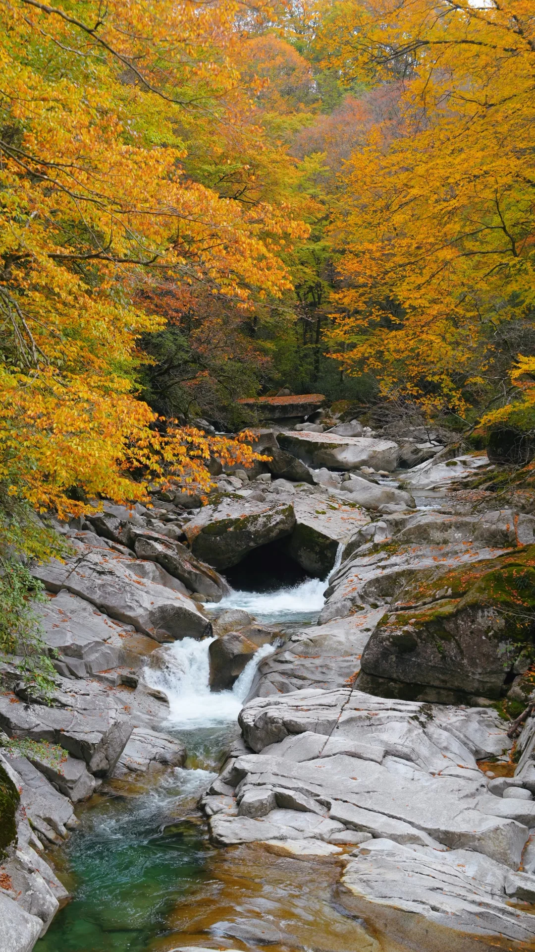 全屏｜迄今为止蕞震撼的赏秋🍁地出现了！