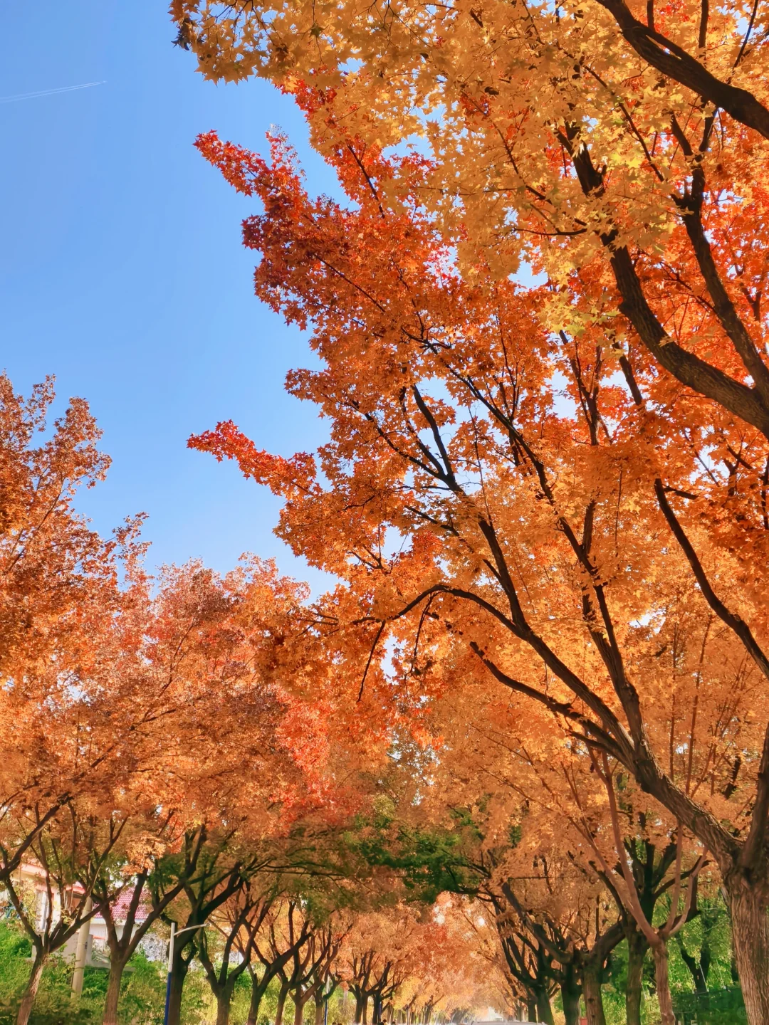 📍廊坊枫叶大道🍁11.4绝美live实况☀️