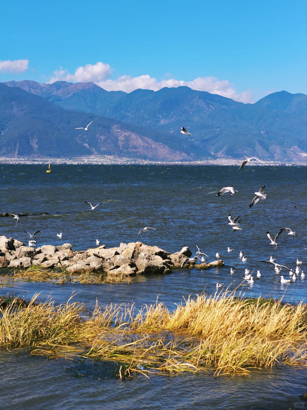 接下来的大理🍂才是冬日里的人间理想！