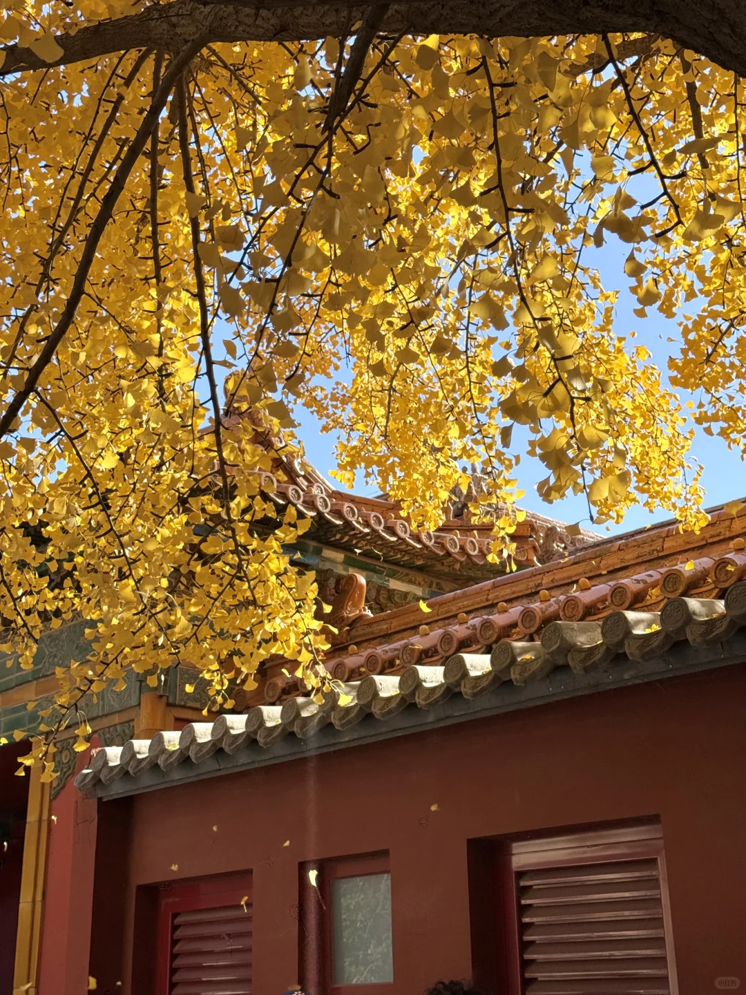 11.9 Live|每一次都会被落银杏的故宫惊艳到