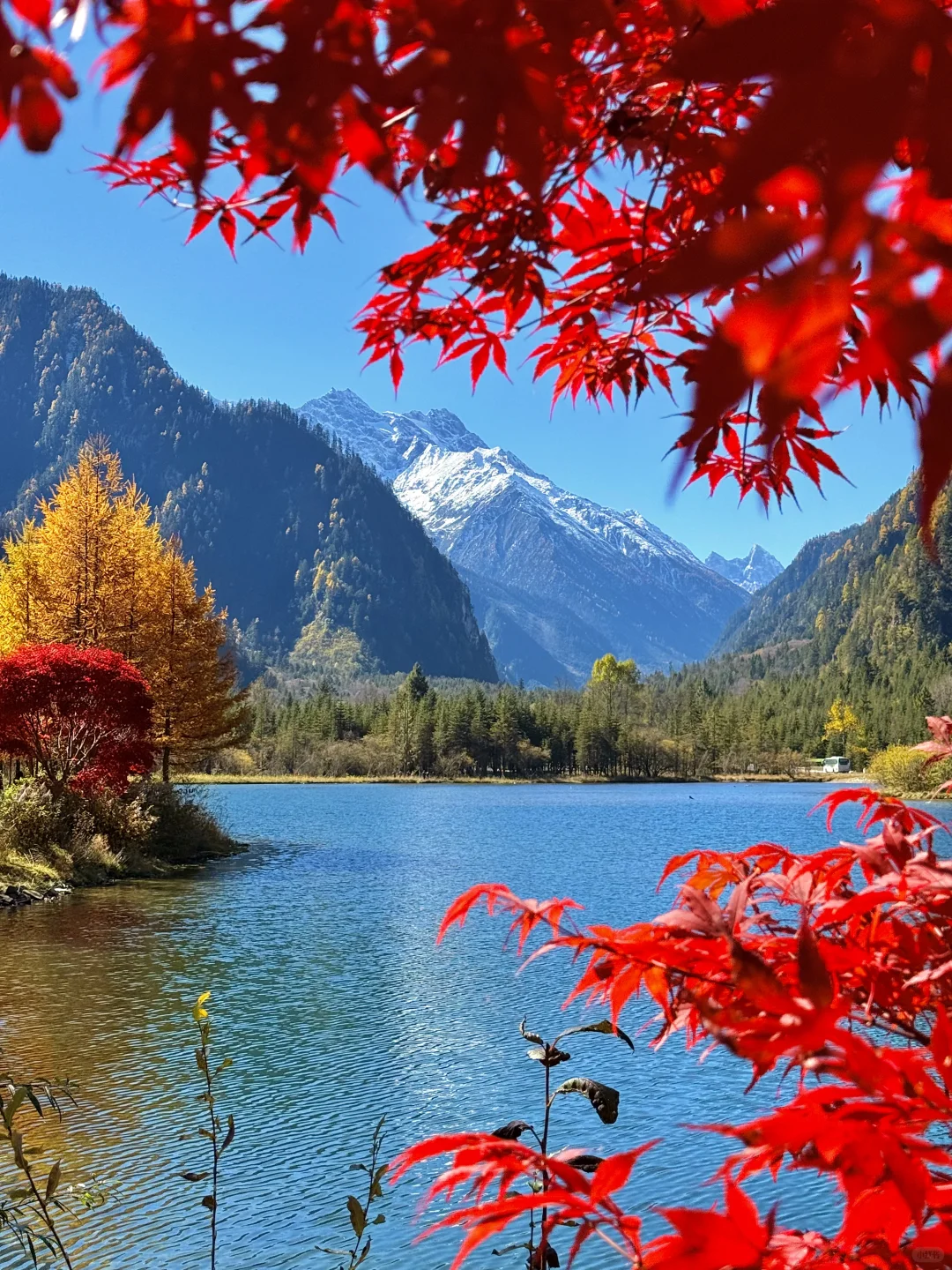 我在毕棚沟看到了此生最绚烂的秋天！！live图