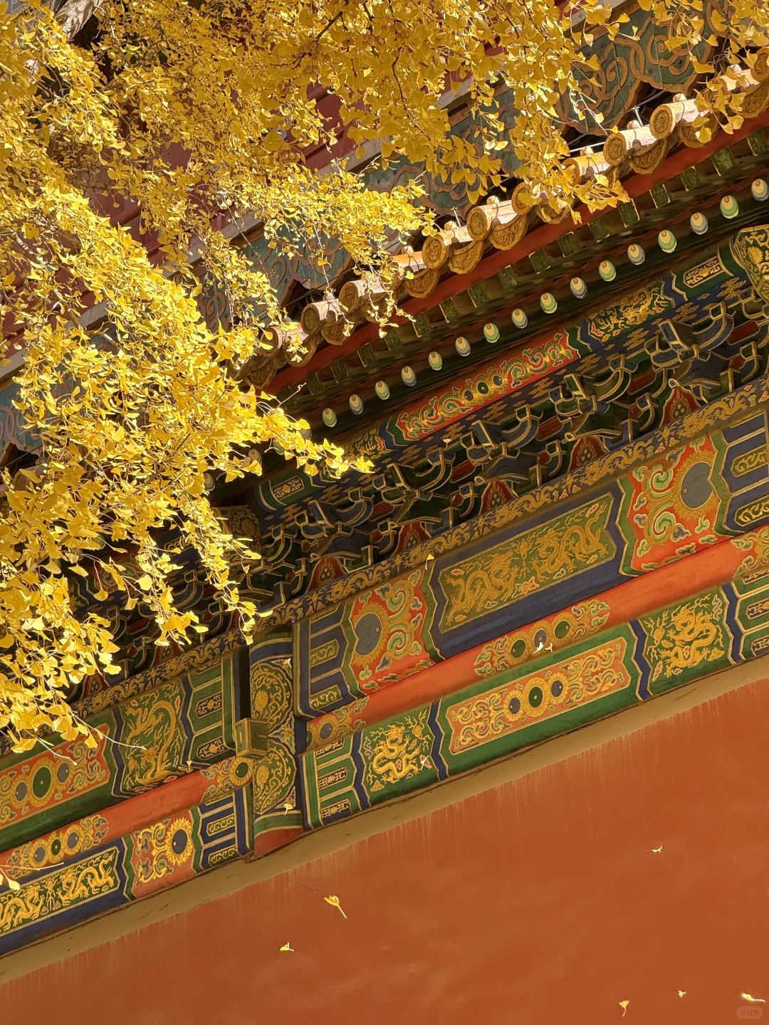 11.9 Live|每一次都会被落银杏的故宫惊艳到