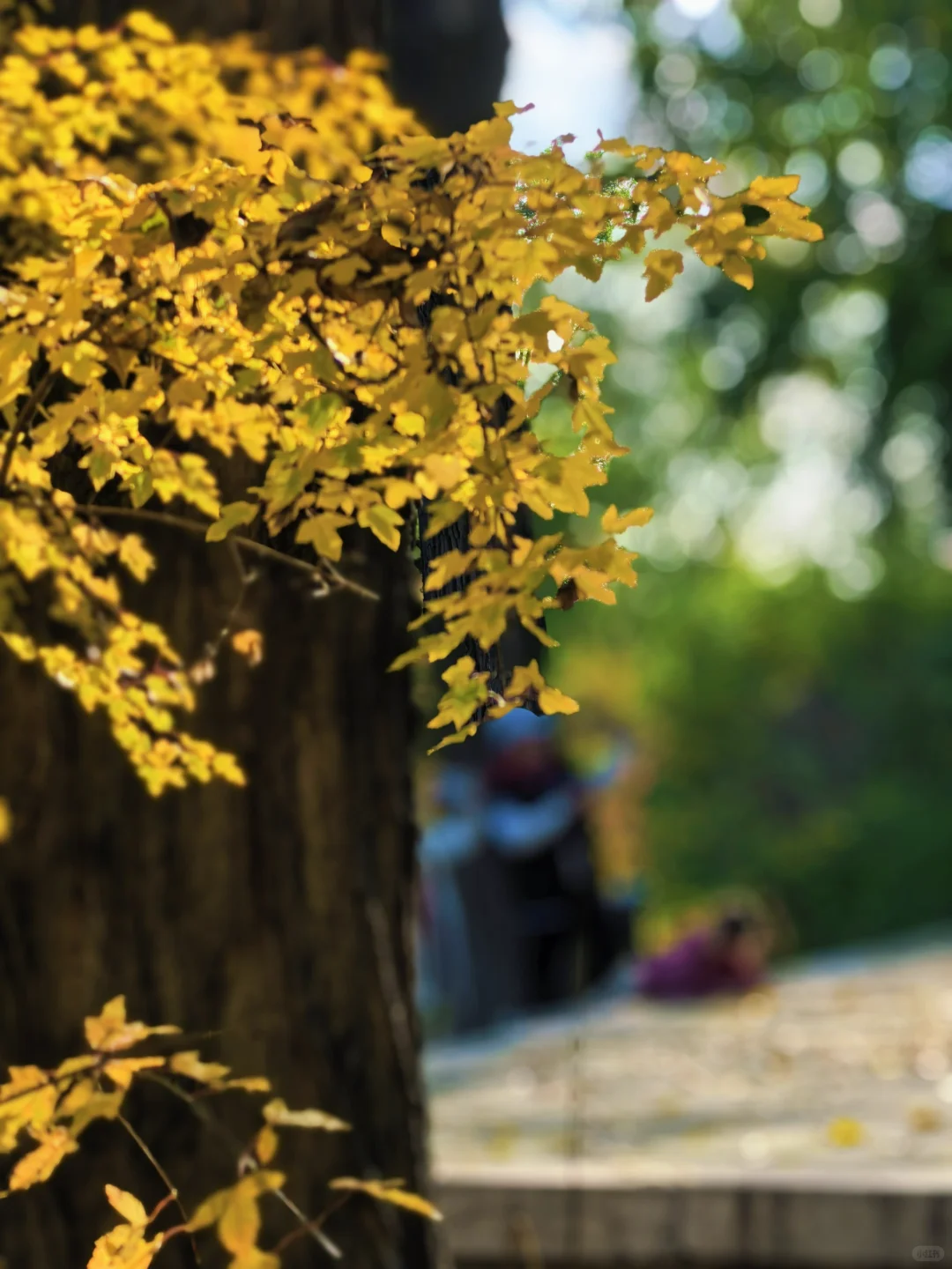 晋祠博物馆|银杏不负秋