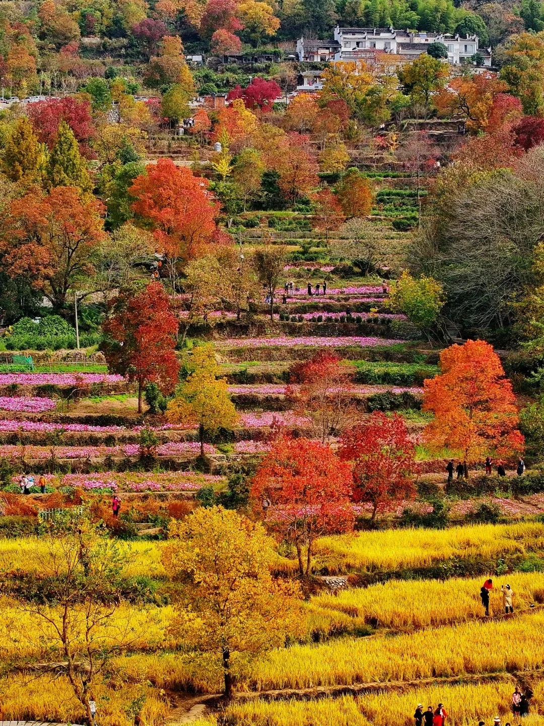 《国家地理》推荐‼️国内没有平替的绝美秋景