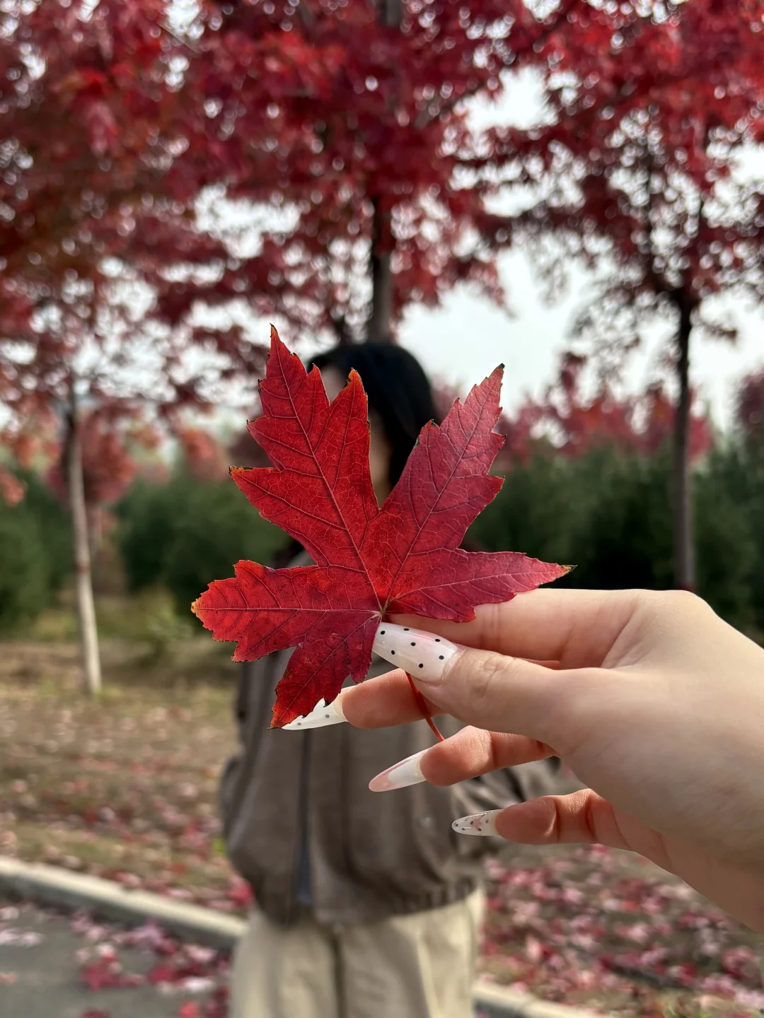 live邯郸｜枫叶是秋天的星星✨🍁