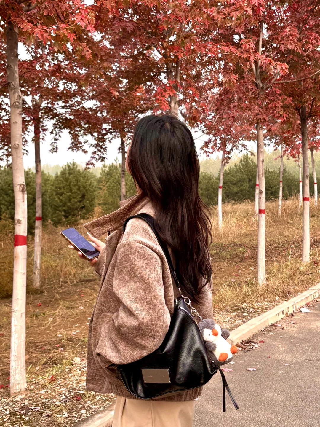 live邯郸｜枫叶是秋天的星星✨🍁