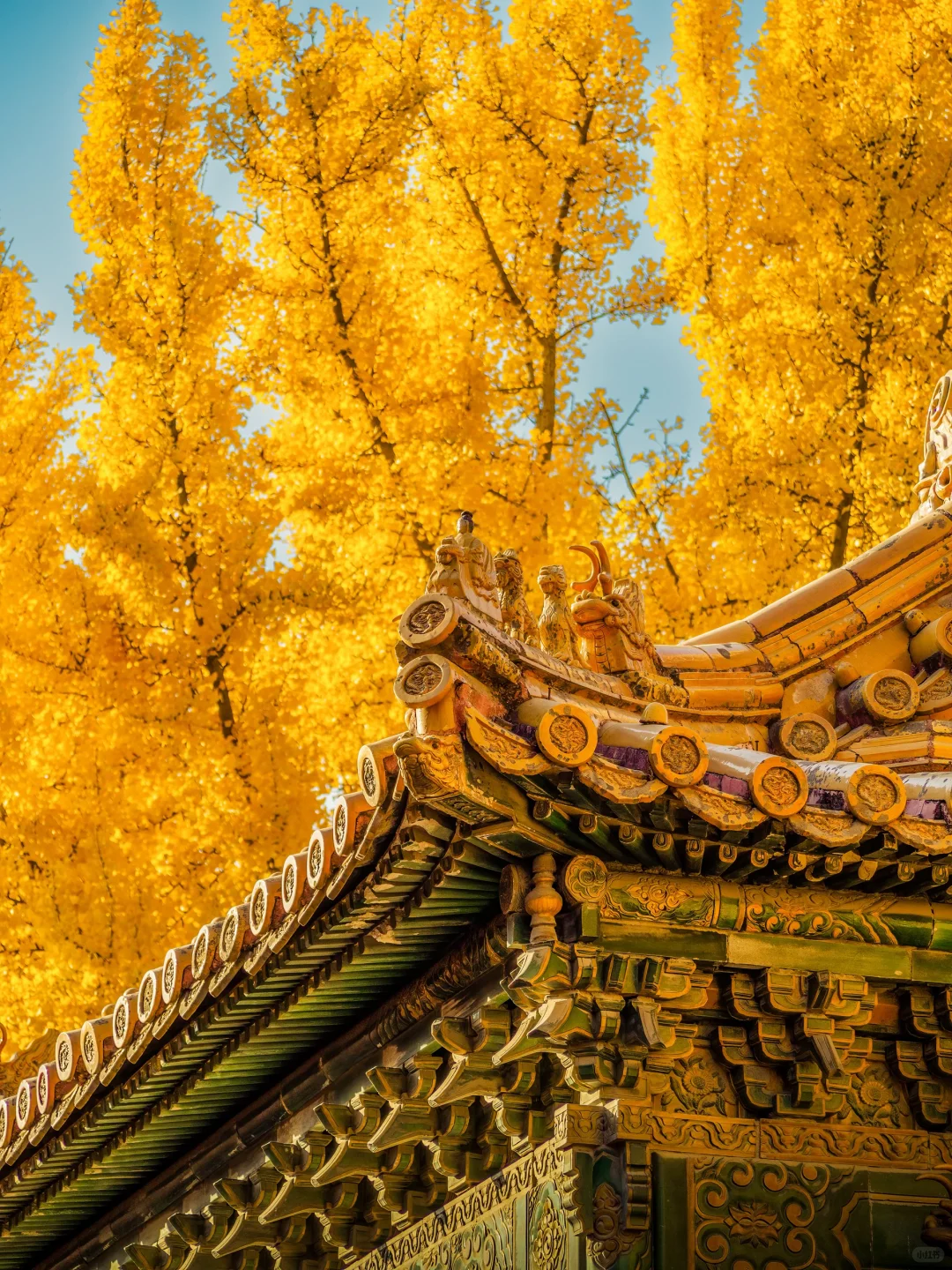 接下来的故宫,是一眼千年红墙金叶的秋🍂