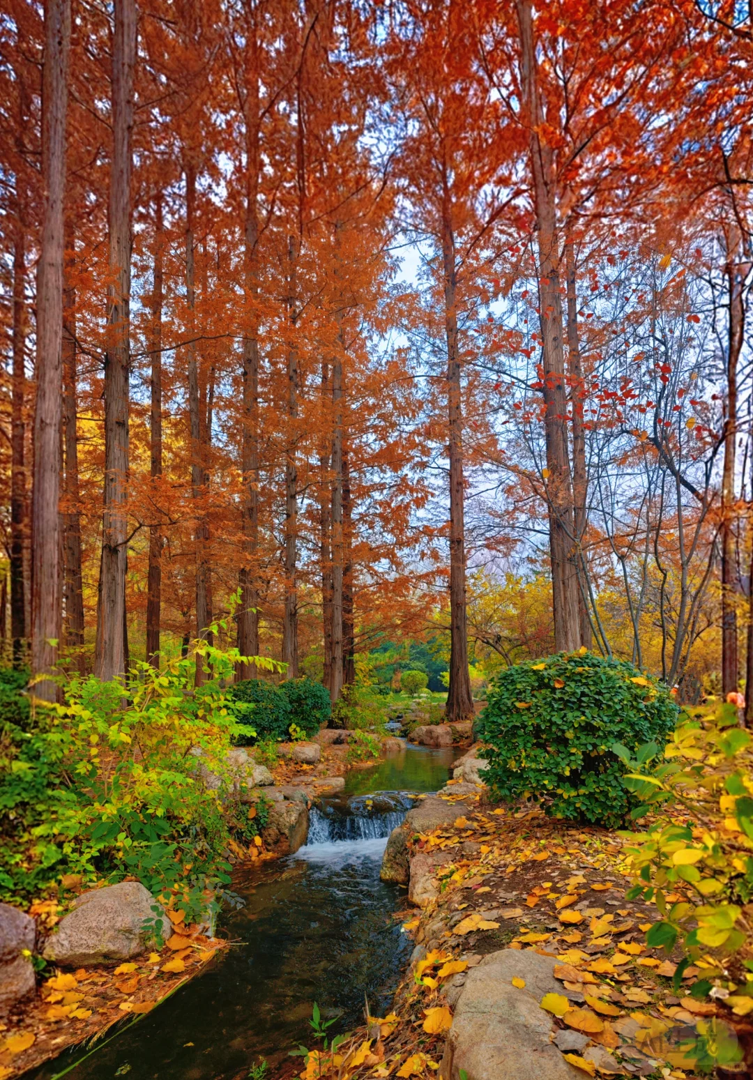 晋祠公园的水杉美疯了
