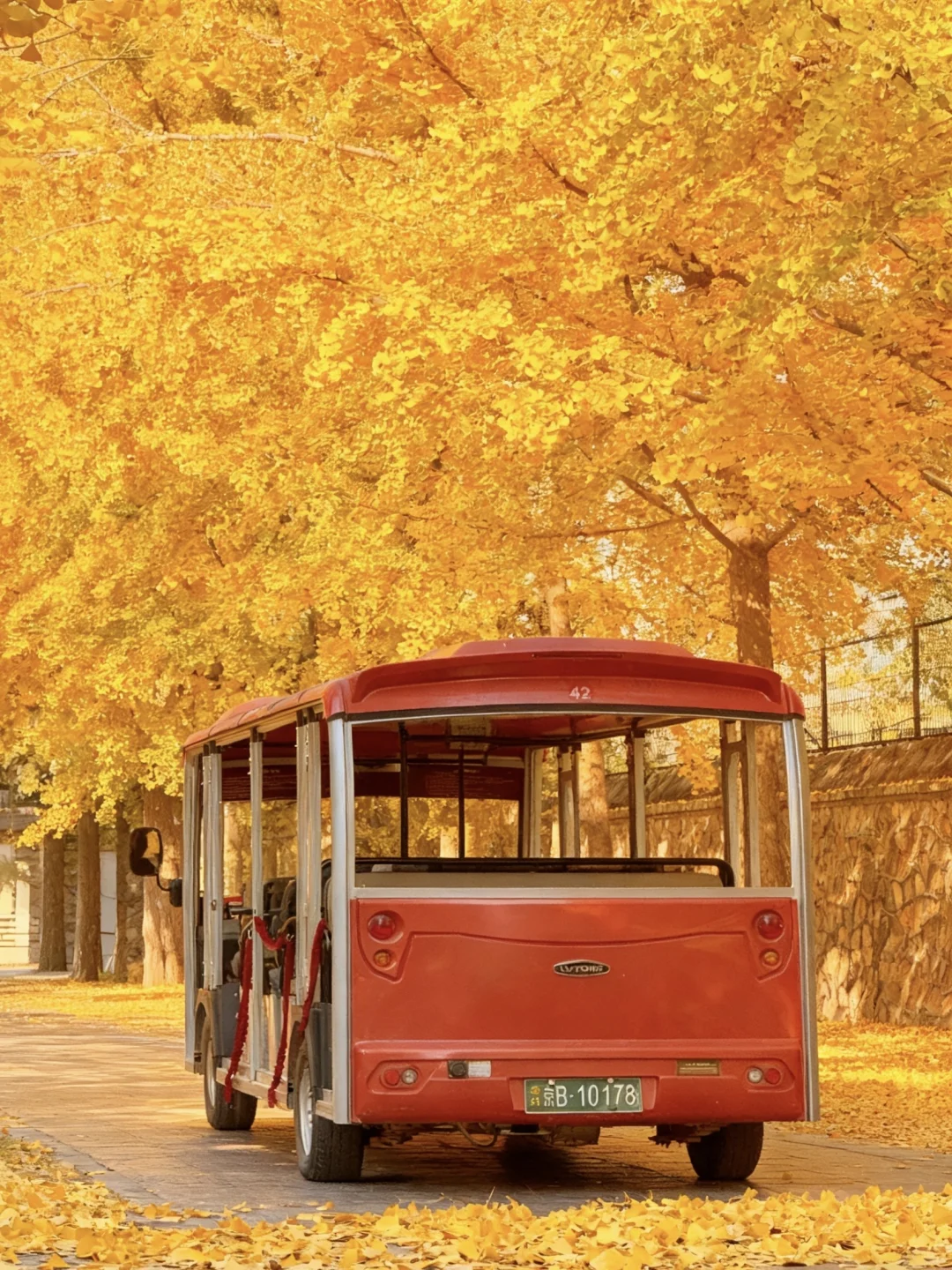 不愧是北京前三的银杏大道🥹……