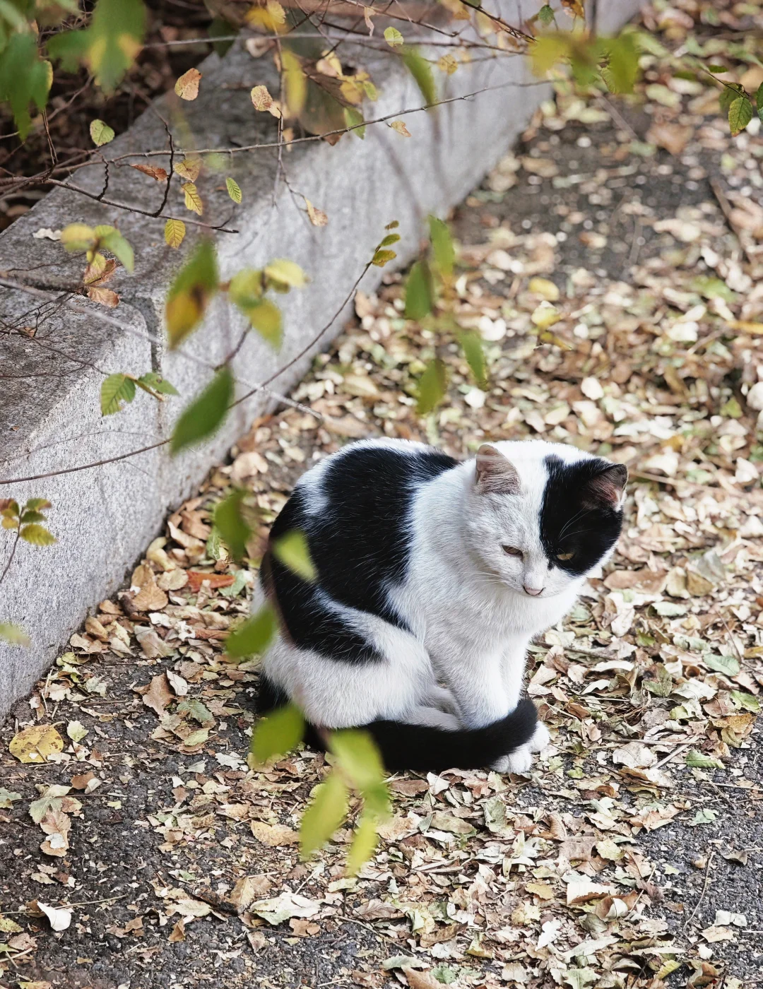 晋祠公园的水杉美疯了