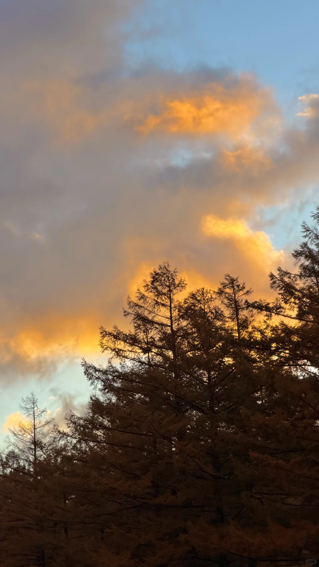 用全屏live打开上高地的秋天🍁