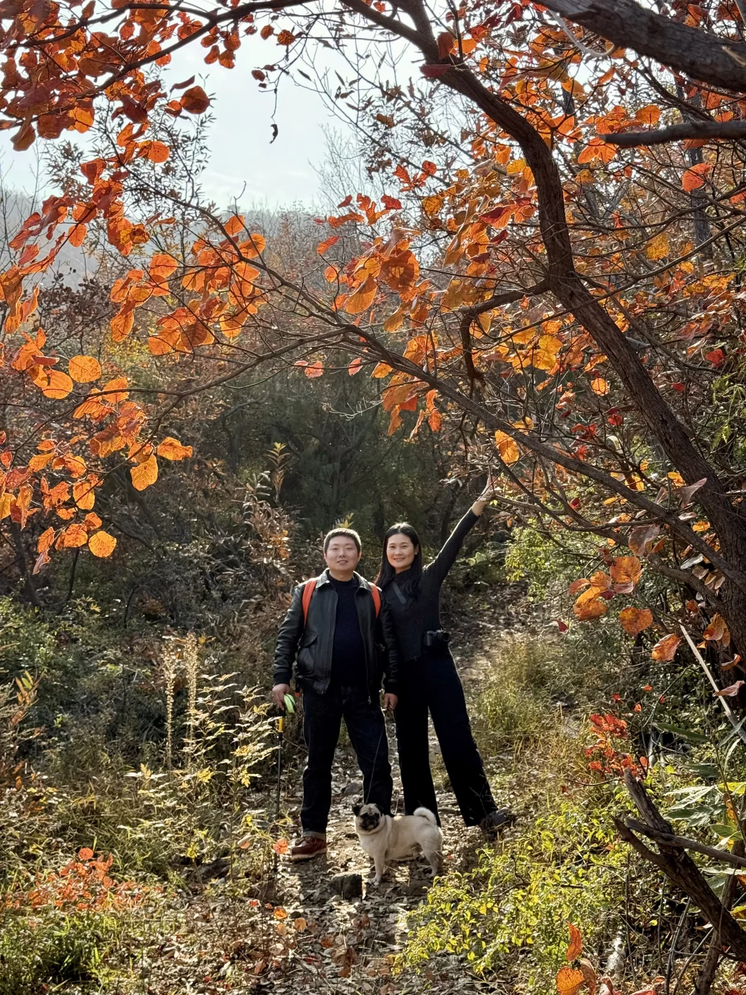 郑州1h直达！山上的红叶杀疯了！！！