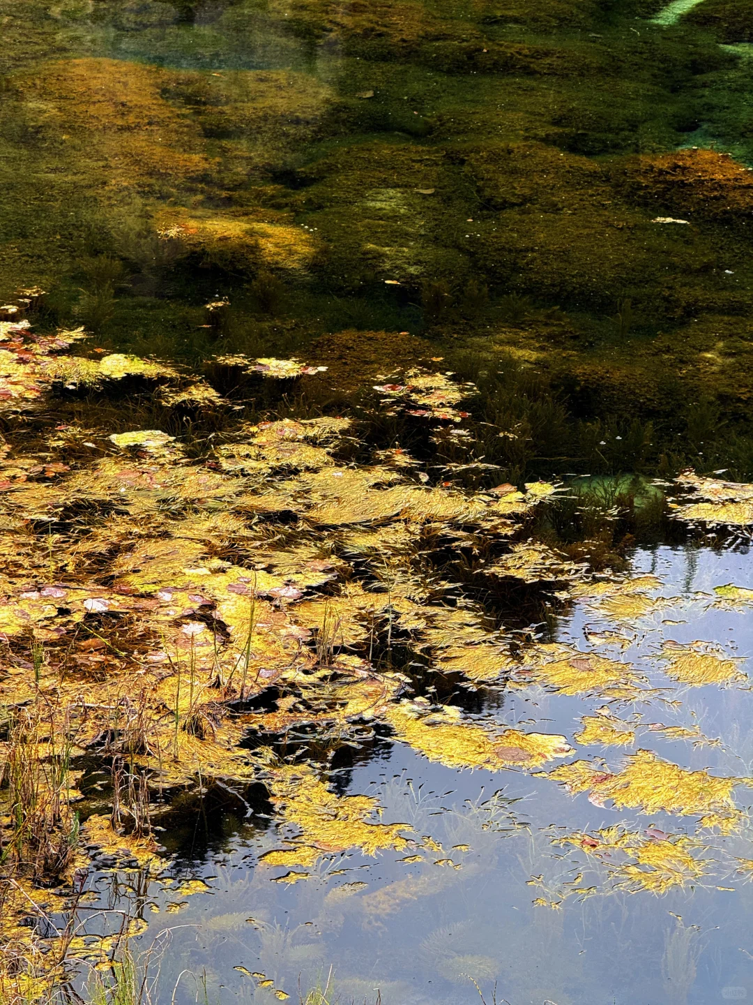 说一万次“太美了”