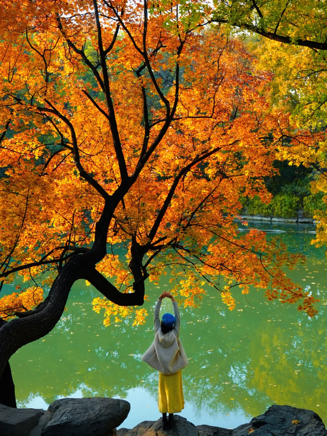 11.5实况!!颐和园油画般的秋景!杀疯了!🍂🍁