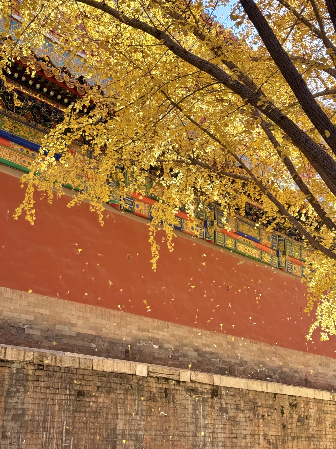11.9 Live|每一次都会被落银杏的故宫惊艳到