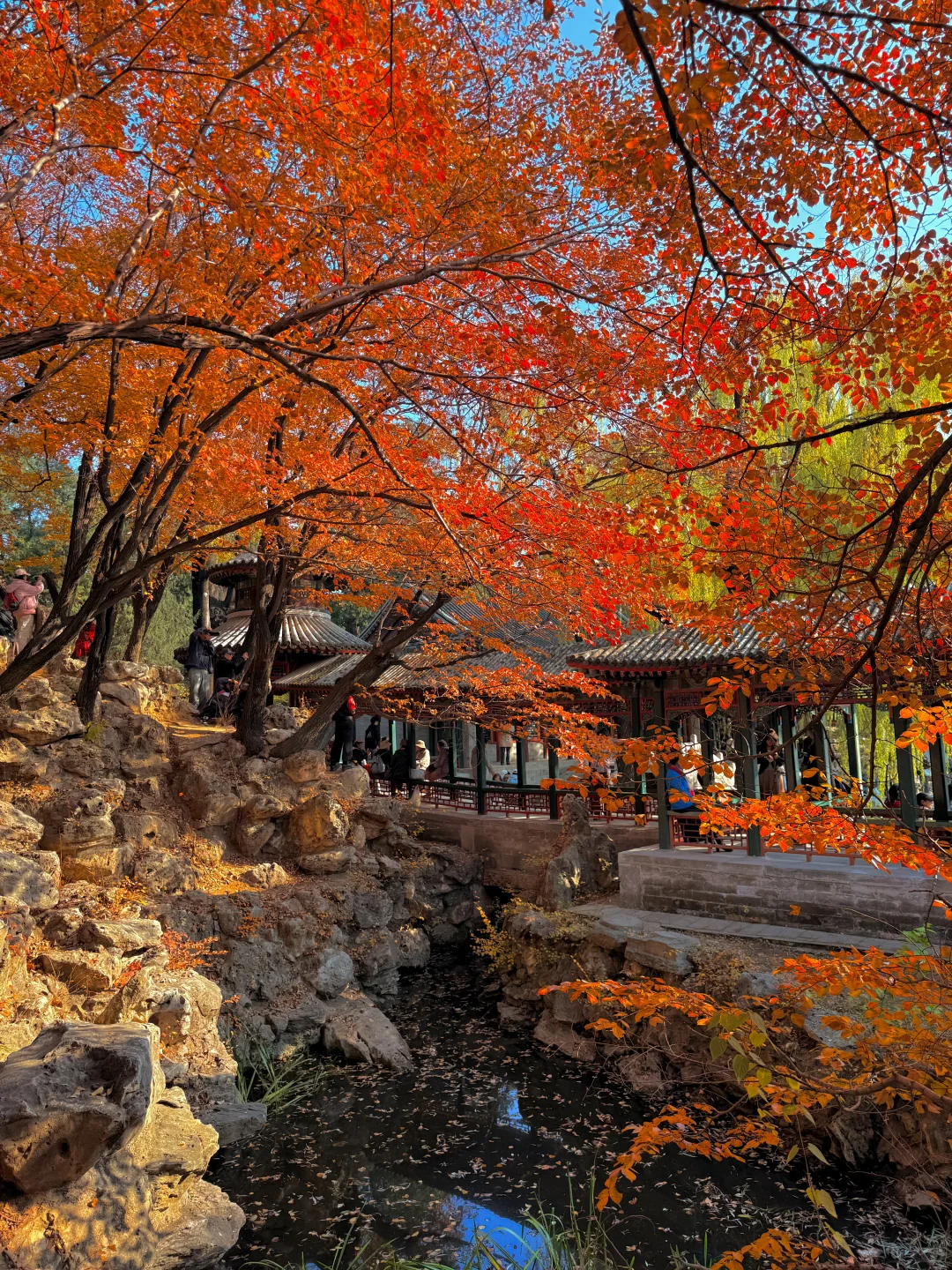 live图！！颐和园的秋天真是在画中游！！