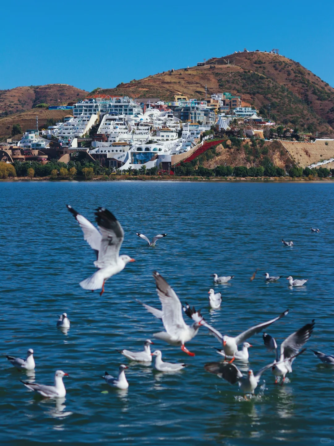 接下来的大理🍂才是冬日里的人间理想！