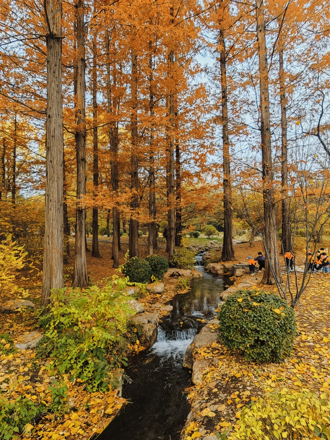 晋祠公园的水杉美疯了