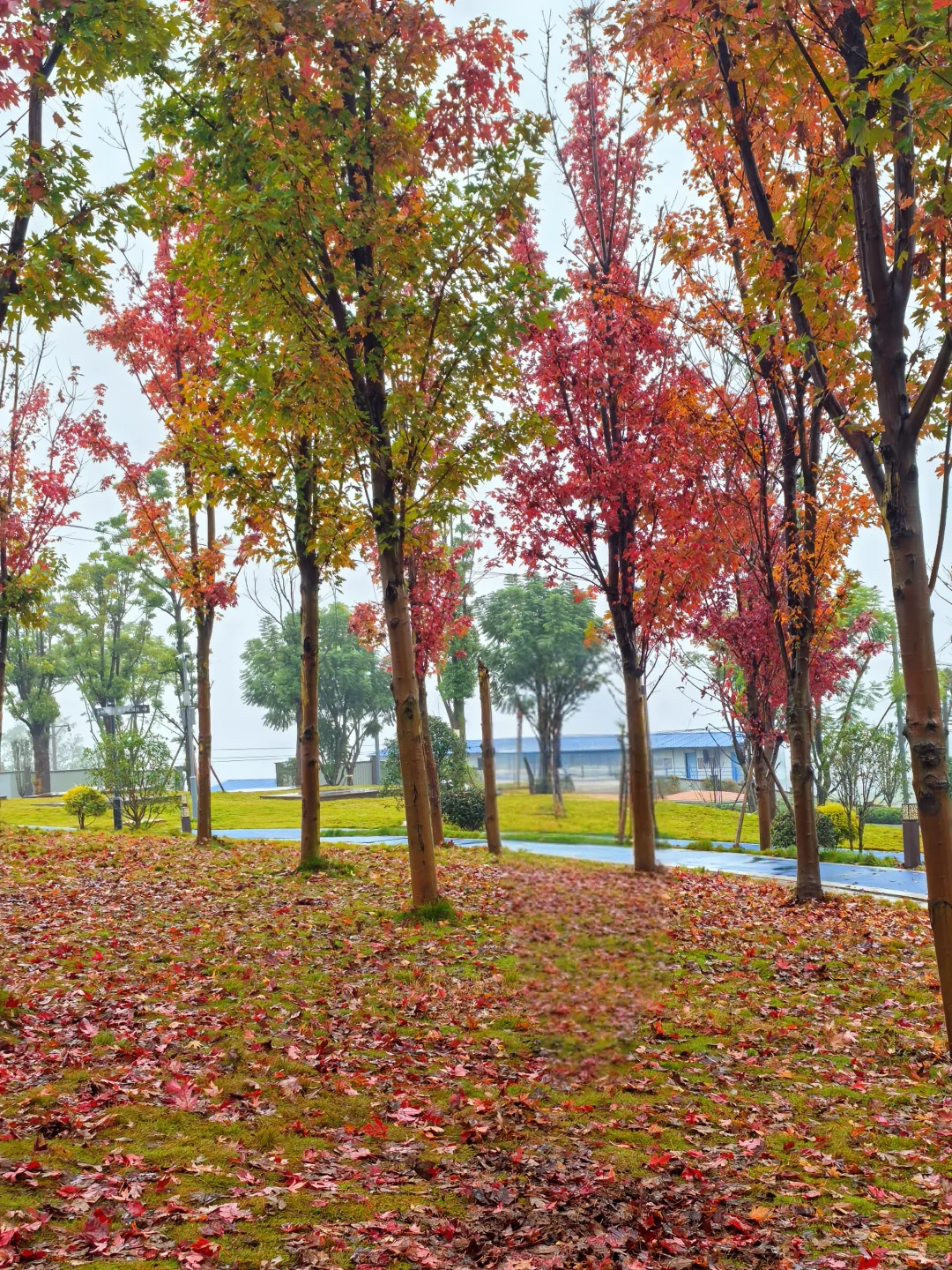 重庆的秋天在哪里|鹿山公园红枫来一波