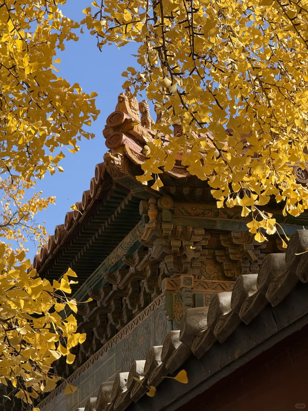 11.9 Live|每一次都会被落银杏的故宫惊艳到